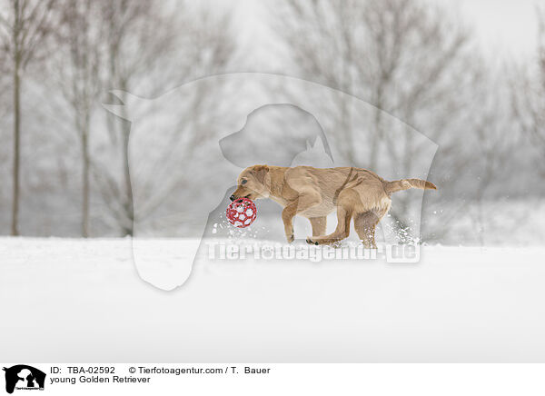 junger Golden Retriever / young Golden Retriever / TBA-02592