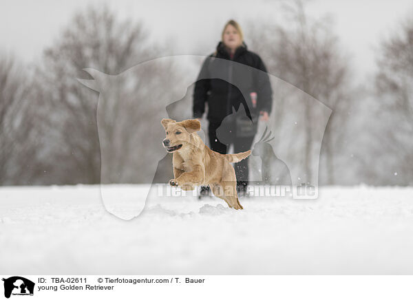 junger Golden Retriever / young Golden Retriever / TBA-02611