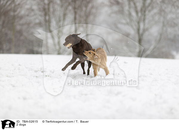 2 Hunde / 2 dogs / TBA-02615