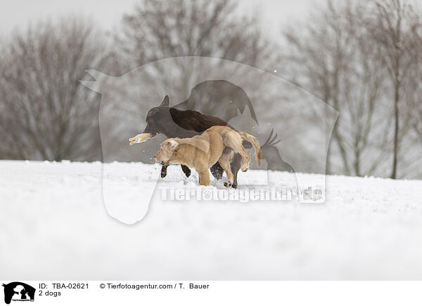 2 Hunde / 2 dogs / TBA-02621