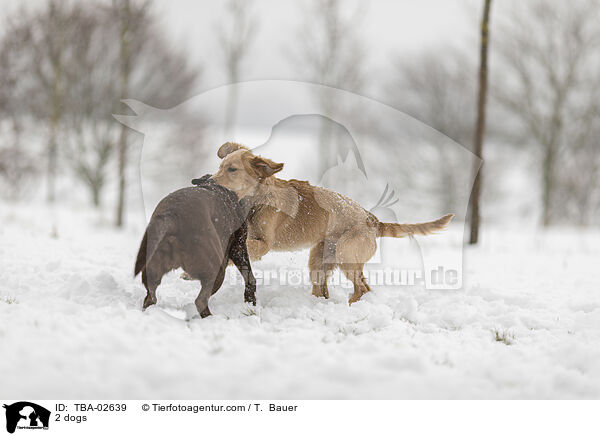 2 Hunde / 2 dogs / TBA-02639