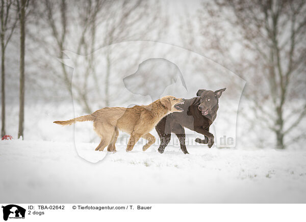 2 Hunde / 2 dogs / TBA-02642