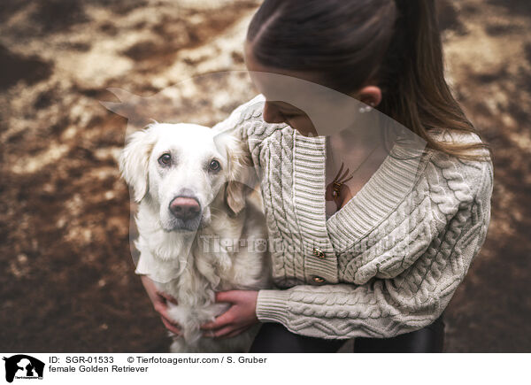 Golden Retriever Hndin / female Golden Retriever / SGR-01533