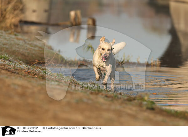 Golden Retriever / Golden Retriever / KB-08312