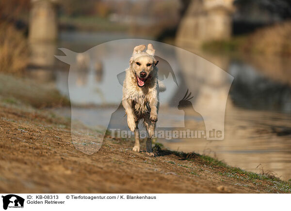 Golden Retriever / Golden Retriever / KB-08313