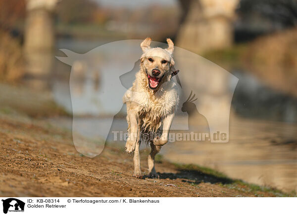 Golden Retriever / Golden Retriever / KB-08314