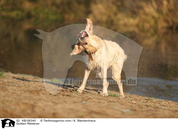 Golden Retriever / Golden Retriever / KB-08340