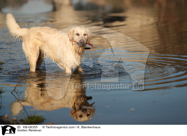 Golden Retriever / Golden Retriever / KB-08355