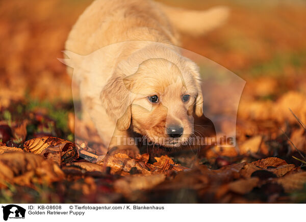 Golden Retriever Welpe / Golden Retriever Puppy / KB-08608