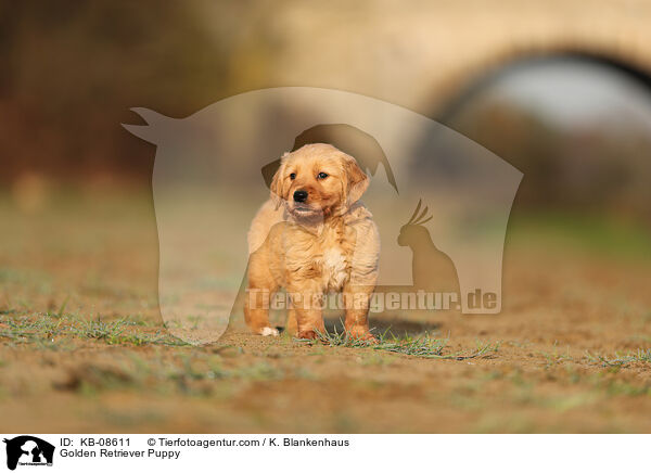 Golden Retriever Welpe / Golden Retriever Puppy / KB-08611