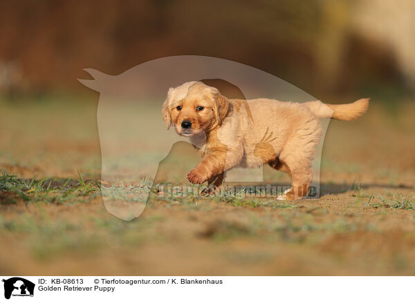Golden Retriever Welpe / Golden Retriever Puppy / KB-08613