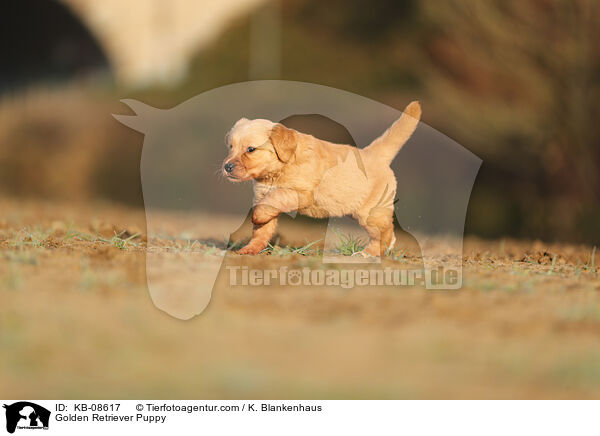 Golden Retriever Welpe / Golden Retriever Puppy / KB-08617