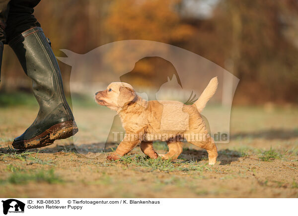 Golden Retriever Welpe / Golden Retriever Puppy / KB-08635
