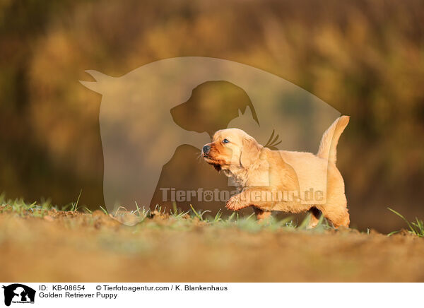 Golden Retriever Welpe / Golden Retriever Puppy / KB-08654