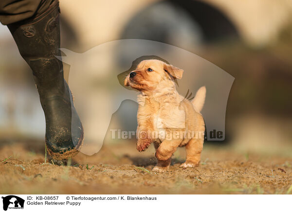 Golden Retriever Welpe / Golden Retriever Puppy / KB-08657