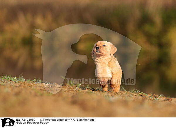 Golden Retriever Welpe / Golden Retriever Puppy / KB-08659