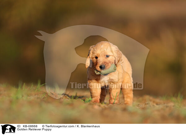 Golden Retriever Welpe / Golden Retriever Puppy / KB-08668