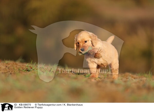 Golden Retriever Welpe / Golden Retriever Puppy / KB-08670