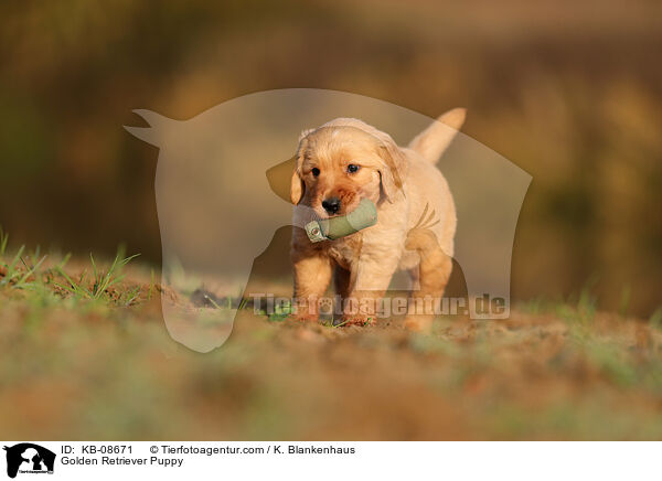 Golden Retriever Welpe / Golden Retriever Puppy / KB-08671