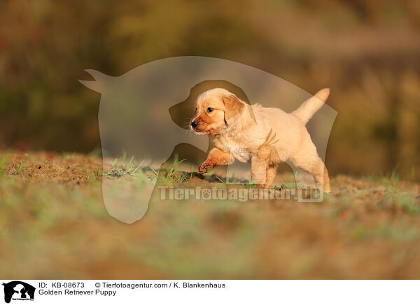 Golden Retriever Welpe / Golden Retriever Puppy / KB-08673