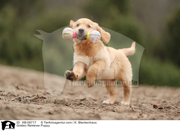 Golden Retriever Welpe / Golden Retriever Puppy / KB-08717