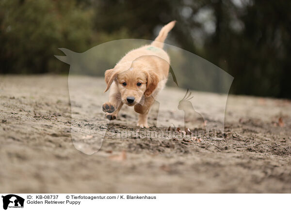 Golden Retriever Welpe / Golden Retriever Puppy / KB-08737