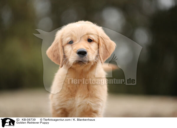 Golden Retriever Welpe / Golden Retriever Puppy / KB-08739