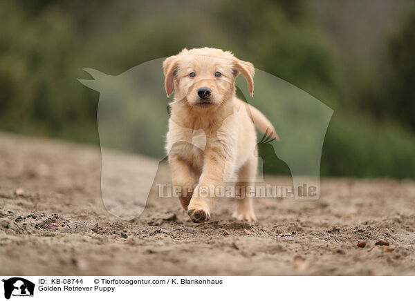 Golden Retriever Welpe / Golden Retriever Puppy / KB-08744
