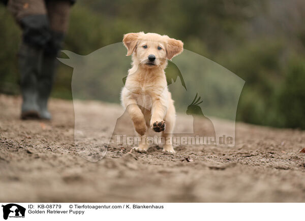 Golden Retriever Welpe / Golden Retriever Puppy / KB-08779