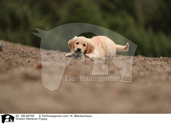 Golden Retriever Welpe / Golden Retriever Puppy / KB-08786