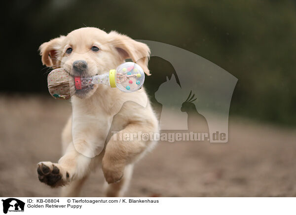 Golden Retriever Welpe / Golden Retriever Puppy / KB-08804