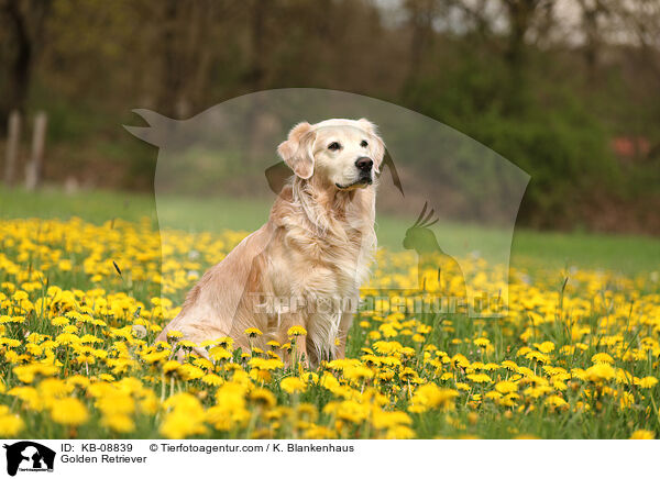 Golden Retriever / Golden Retriever / KB-08839