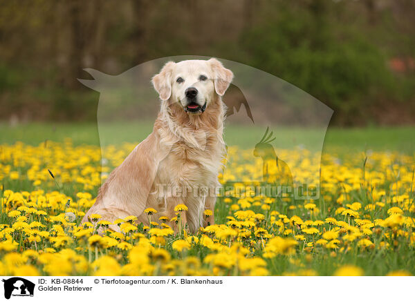 Golden Retriever / Golden Retriever / KB-08844