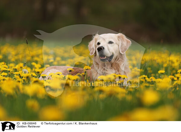 Golden Retriever / Golden Retriever / KB-08846