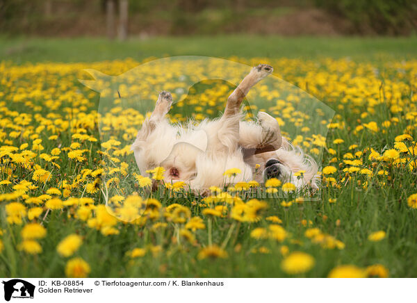 Golden Retriever / Golden Retriever / KB-08854