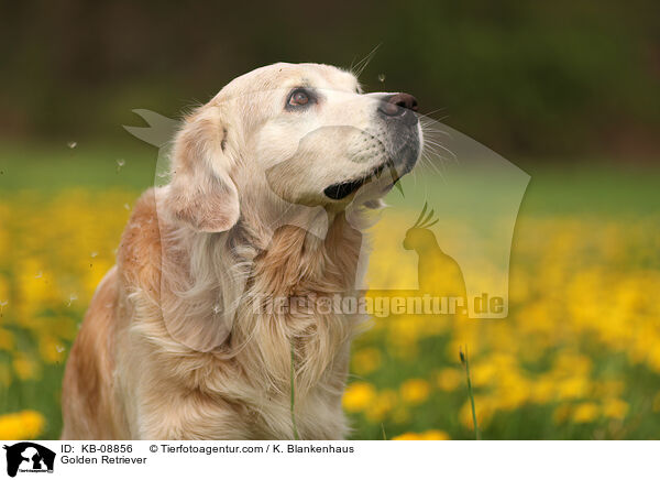 Golden Retriever / Golden Retriever / KB-08856