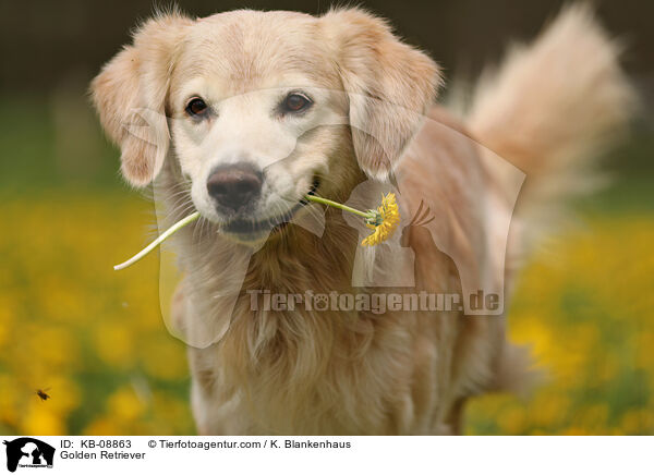 Golden Retriever / Golden Retriever / KB-08863