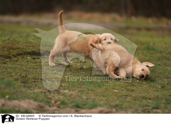 Golden Retriever Welpen / Golden Retriever Puppies / KB-08865