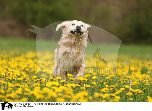 Golden Retriever / Golden Retriever / KB-08869