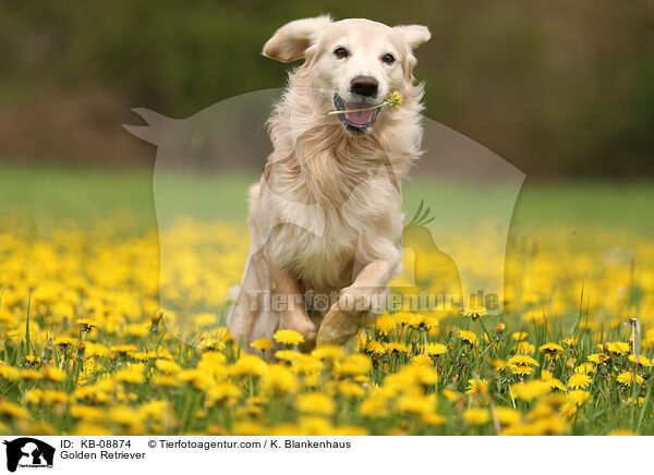 Golden Retriever / Golden Retriever / KB-08874