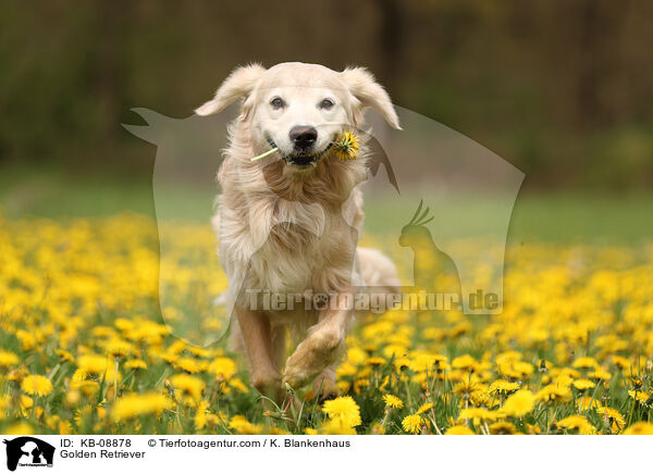 Golden Retriever / Golden Retriever / KB-08878