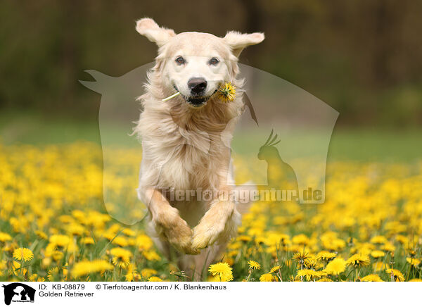 Golden Retriever / Golden Retriever / KB-08879