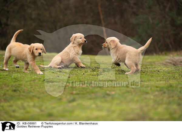 Golden Retriever Welpen / Golden Retriever Puppies / KB-08881