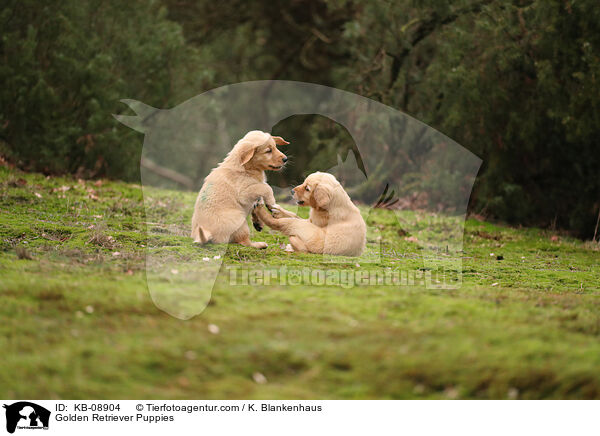 Golden Retriever Welpen / Golden Retriever Puppies / KB-08904