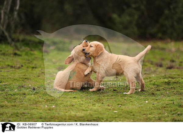 Golden Retriever Welpen / Golden Retriever Puppies / KB-08907