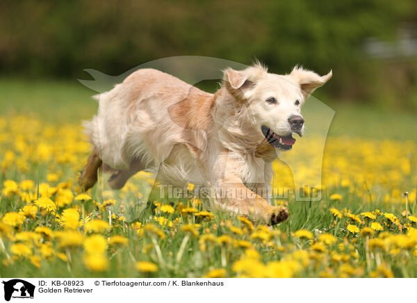 Golden Retriever / Golden Retriever / KB-08923