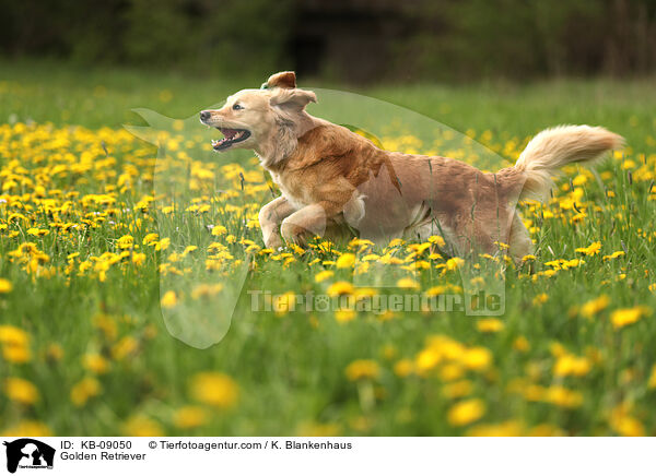 Golden Retriever / Golden Retriever / KB-09050