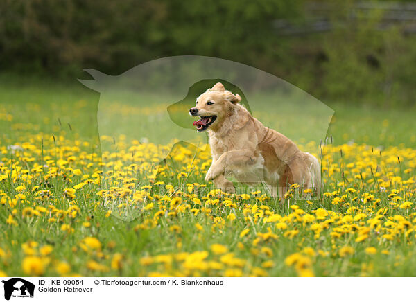 Golden Retriever / Golden Retriever / KB-09054