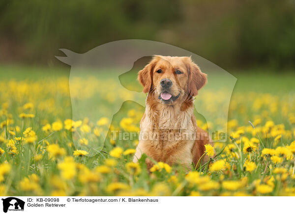 Golden Retriever / Golden Retriever / KB-09098