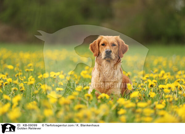 Golden Retriever / Golden Retriever / KB-09099